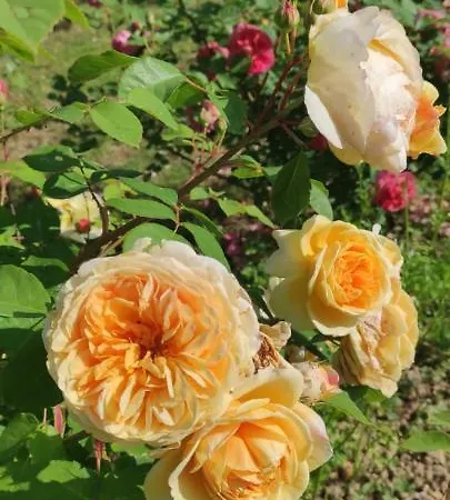 Apartman Apartma Marinka