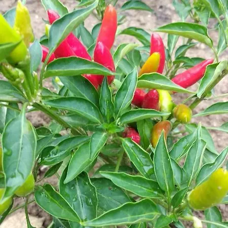 Apartman Apartma Marinka Piran