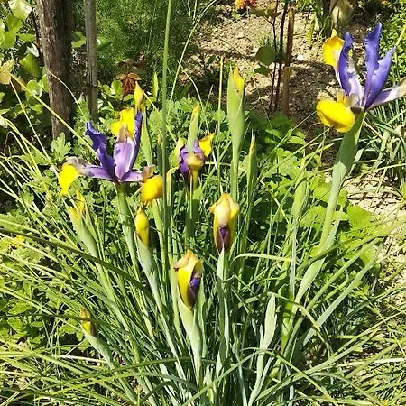 Apartma Marinka * Piran