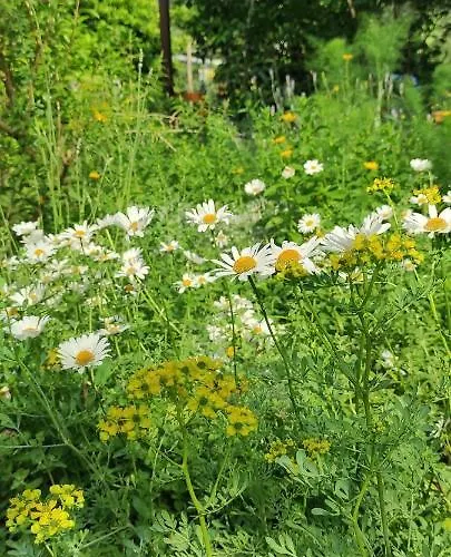 Apartma Marinka Appartement