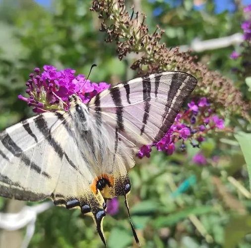 Apartma Marinka Appartement Piran